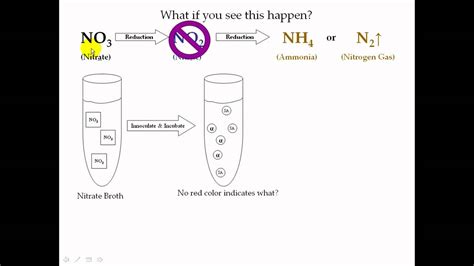 1.26: Nitrate Reduction .